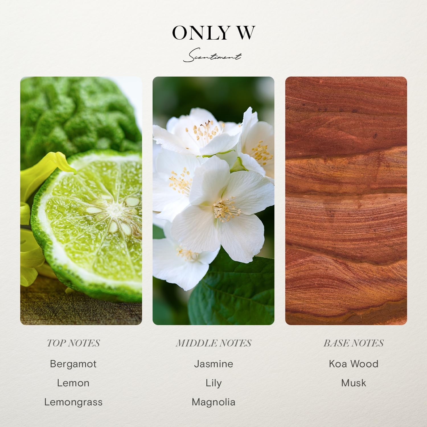Hotel Diffuser Oil | Aromatherapy Fragrances Inspired by 5-Star Hotels | Luxurious Scents with Notes of Cardamom, Tuscan Leather, and Sandalwood (20ml, Top 5 Scents) - Image 7