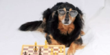 How Smart Pet Gadgets Are Changing the Way We Care for Our Pets