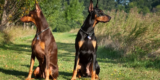 How Smart Sensors Can Improve Your Understanding of Your Pet’s Behavior